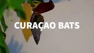 Curaçao Bats