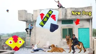 Kite Flying With Catch Nasir Kite | New Dog 🐕