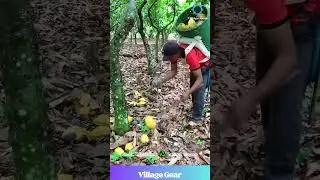 Chocolate Pod Picker & Mango Sniper! 🎯 Farm Skills Level MAX! 