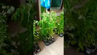 Как повезём томаты на дачу😉🍅🍅