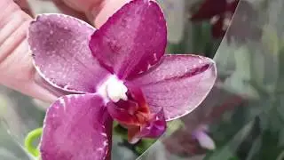 Обзор орхидей в Леруа Мерлен на Новорязанском шоссе🌸