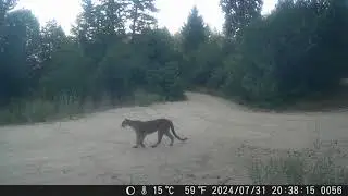 Critters 08 2024