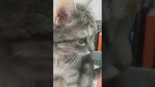 У Васи сегодня день рождения 🥳🐱