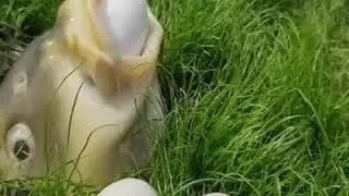 Fish laying eggs out on the ground