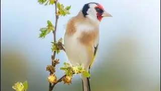 شريط حسون دبغاوي والكحلي والويدان سنوات التسعينات (الحسون الكوبرية)