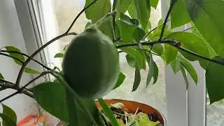 Выращивание лимонов на подоконнике. Часть 3.