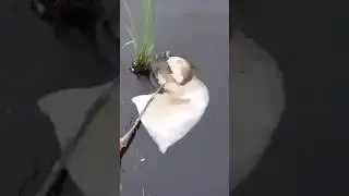 Тот момент когда забыл подсак. 😂🤣😂