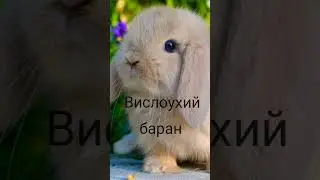 Породы декоративных кроликов