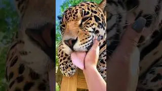 Tank Kisses
