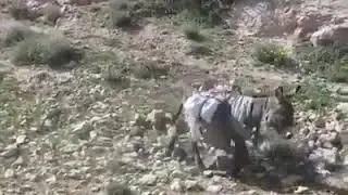 donkey crush