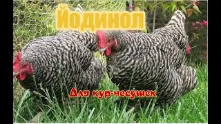 Профилактика и лечение заболеваний кур-несушек.