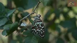 Lime Swallowtail butterfly | Kanha National Park