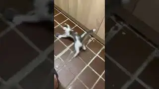 Michiko.ru | Котенок Мия ищет дом. Отдаем бесплатно. Кошки в дар в добрые руки.