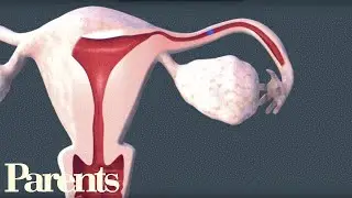 How Sperm Meets Egg | Parents