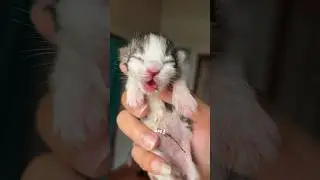 Cute Kitten Day 1 to 60 Days Timelapse Cat Versi Moy 😍 