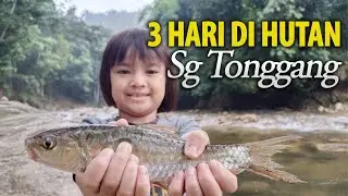 3 Hari Camping di Sungai Tonggang Perak, Catch and Cook, Masak Tepek Kembong Ikan Tengas
