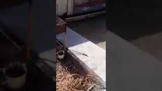 Маламут