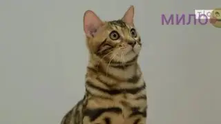 типичный день в гаче Лайф