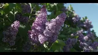240505 Alium and other flowers 4