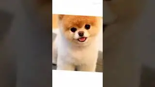 Эдит со шпицами🐶🐕💞😈💛🧡✨ (Обожаю их)