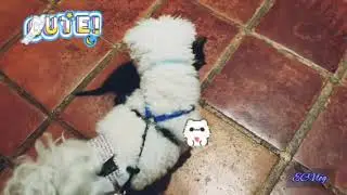 KOBE HELPING THE BABY CAT 🐈 #short