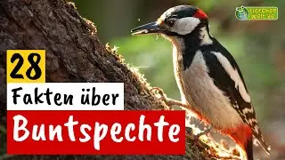 28 Steckbrief-Fakten über den Buntspecht - Doku-Wissen über Tiere - für Kinder