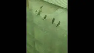 Indian Myna Bird | Laali | Myna Sound | Mynah Bird Talking Video