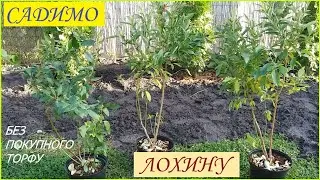 ЛОХИНА. Садимо без покупного торфу.      #лохина #садимо_лохину