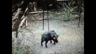 KILL REEL!! Shooting and shanking hogs and deer!