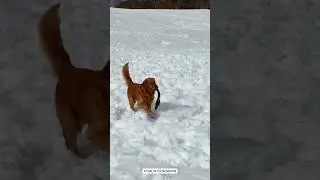 Max enjoying in Snow ❄️❄️❄️❄️❄️