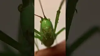 Female Common True Katydid With Its Round Wing Tips
