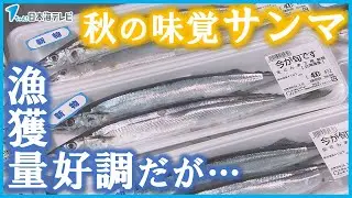【漁獲量が好調の秋の味覚「サンマ」】北海道根室市の初日の水揚げ量は去年の約140倍　ただ安く食べられるのは今だけ？　「最初よかったんですけど、だんだん尻すぼみになる」