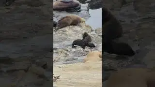 How Adorable are These Baby Sea Lions?!