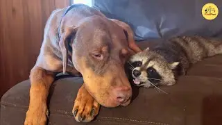 She Took In a Paralyzed Raccoon, And It Changed Her Lonely Dog’s Life Forever