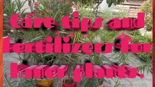 How to take care the oleander or kaner plant?@Mysimplegarden1