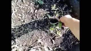 Горох снял.  Посадим капусту