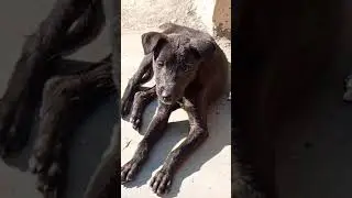 DOG 🐕 NERVOUS #shorts