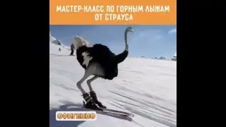 Мастер класс по горным лыжам от страуса