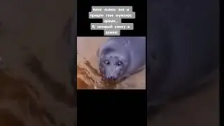 Грустный тюлень  