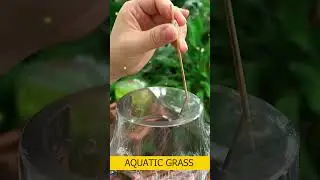 Aquatic grass and ornamental fish hight # 55