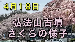 4月18日　弘法山古墳　サクラの様子