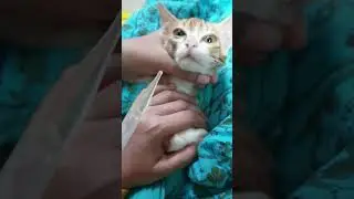 Medicine time #dramebaaj #cat #cats