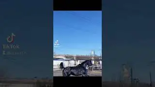ат екен шіркін жануар керемет 