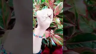 മലബന്ധം അകറ്റാൻ  ഇങ്ങനെ ചെയ്താൽ മലബന്ധം ഒരിക്കലും വരില്ല Constipation Home Remedies