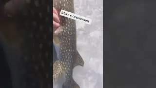 Двойная удача. 🐟🐟