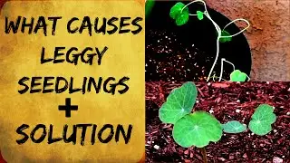 Leggy Seedlings - Tall & Spindly - Cause & Solution - Organic Gardening Tips
