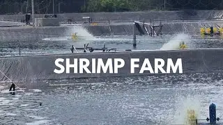 CLEANING TIME ON SHRIMP FARM