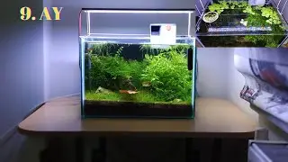 Bitkili Akvaryum Bölüm 15 | Amazon Frogbit Küllerinden Doğuyor ! | 9 Aylık Gelişim | CO2 Yok!