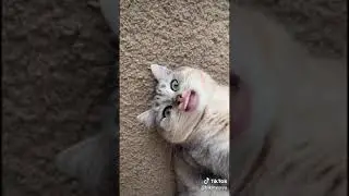 Кот говорящий рот. А всё уже всё.