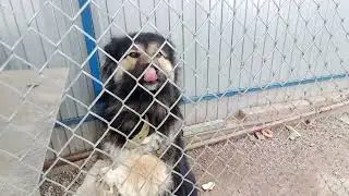 Холодно, черёмуха цветёт. А зачем Вы её сажаете...?